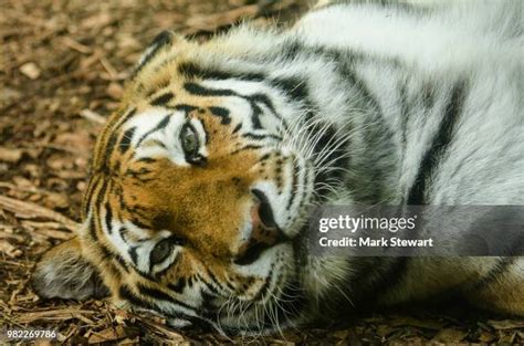 120 Belly Rub Animal Stock Photos, High-Res Pictures, and Images ...