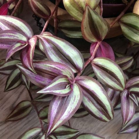 10 Datos imprescindibles sobre la Tradescantia Zebrina su nombre común