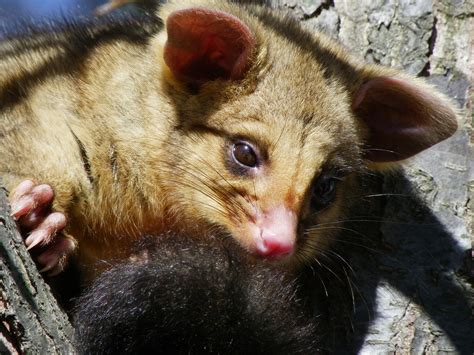 Australian Possum Baby Free Photo On Pixabay Pixabay