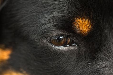 Close-up of Eye Rottweiler Dog Stock Image - Image of thoroughbred ...