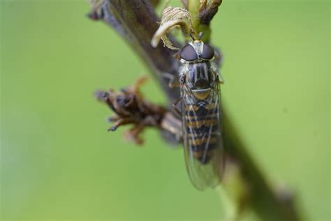 Hoverfly Syrphidae Insect Free Photo On Pixabay