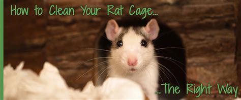 How To Clean Your Rat Cage Theres A Right Way Small Pet Select