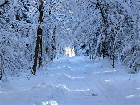 Snow Forest Path Walk · Free photo on Pixabay