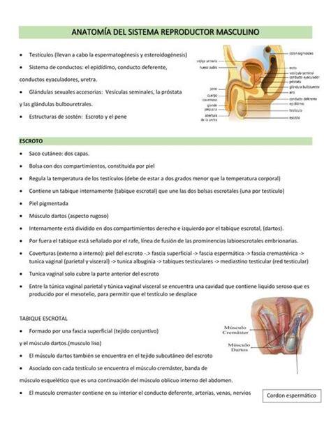 Anatomía del Sistema Reproductor Masculino Verónica Romero uDocz