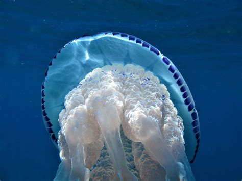 La Medusa Polmone Di Mare Rhizostoma Pulmo