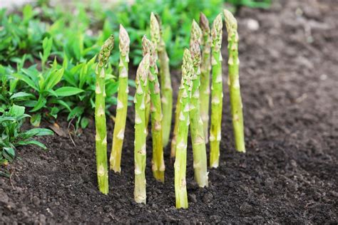 Asparagus Crowns and How to Grow to Perfection