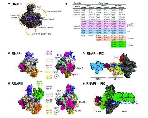 Comparison Of Rnapi And Rnapiii Structures And Transcription Factors