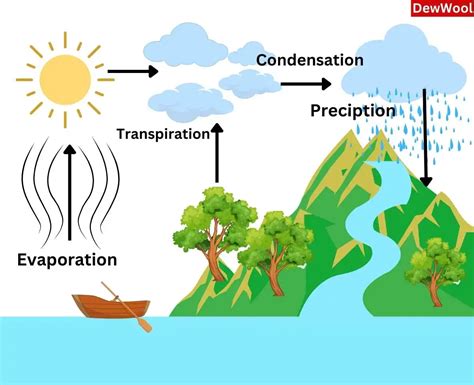 Water cycle - Diagram|Explanation - DewWool