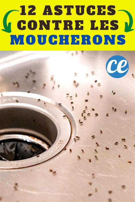 Moucherons Dans la Cuisine 12 Astuces Pour S en Débarrasser Vite