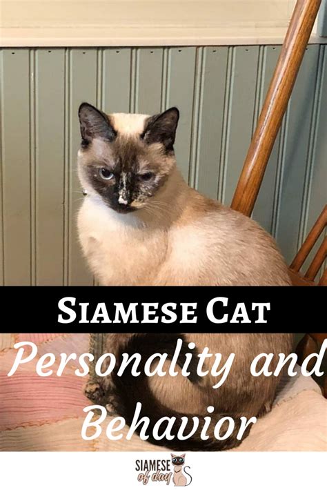 Siamese Cat Personality Aggressive Behavior – Idalias Salon