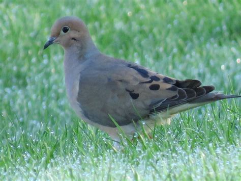 16 Common Songbirds Of Pennsylvania Owlcation