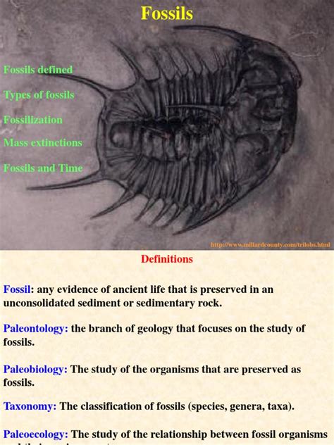 Fossils Defined Types Of Fossils Fossilization Mass