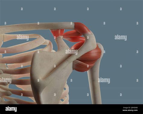 Anatomie Des Menschlichen Schultergelenks B Nder Und Knochenaufs Tze