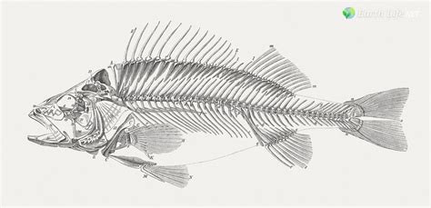 Bony Fish Skeleton