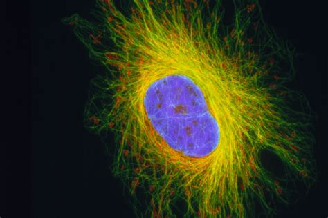 Cytoskeleton Anatomy Function And Structure