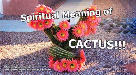 Spiritual Meaning of Cactus - Symbols and Synchronicity