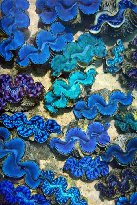 Blue Lips Of Giant Clams Matthews Island