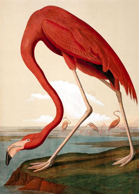 Pink Flamingo Art Print Audubon Birds Of America Flamingo Poster Etsy