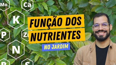 A FUNÇÃO dos NUTRIENTES nas plantas YouTube