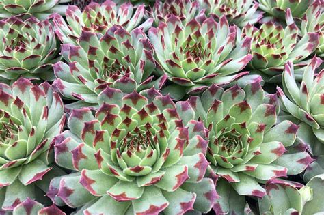 Sempervivum Calcareum Mrs Giuseppi Hens And Chicks