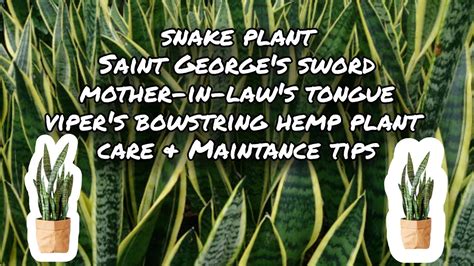 Snake Plant Saint George S Sword Mother In Law S Tongue Care