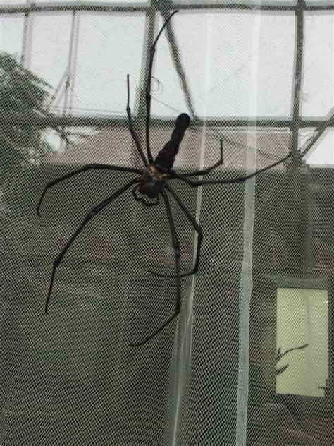 Giant Golden Orbweaver From Lantau Island Lantau Island New