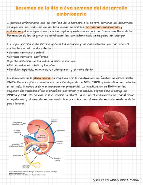 Cuarta A Octava Semana Del Desarrollo Embrionario El Periodo Embrionario Que Se Verifica De