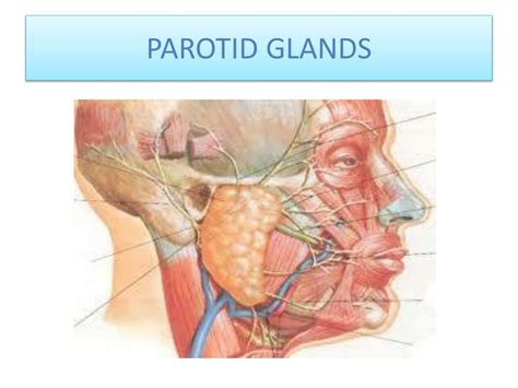 Ppt Salivary Glands Powerpoint Presentation Free Download Id 2161716