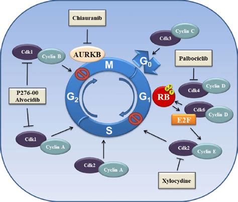 Schematic Overview Of Proteins Involved In The Control Of Cell Cycle