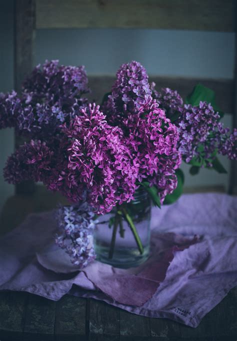 Gorgeous Purple Lilacs Pictures, Photos, and Images for Facebook ...