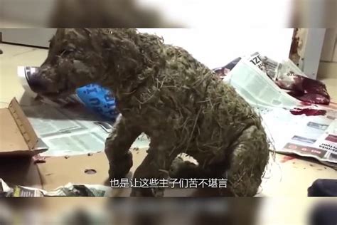 老外在泥坑里捡到一条“狗”，洗干净后被吓到了：这是什么东西？泥坑什么老外