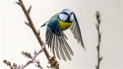 Nabu in Wetzlar ruft zur Stunde der Wintervögel auf hessenschau de