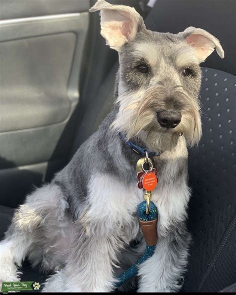 Mini Schnauzer Stud Salt And Pepper Stud Dog In Toronto Ontario The