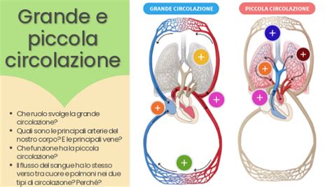 Grande E Piccola Circolazione