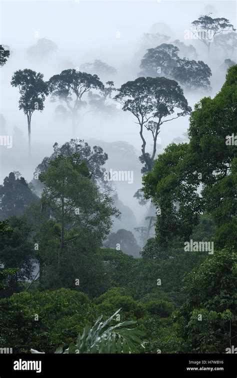 Dawn With Fog At Lowland Rainforest Danum Valley Conservation Area