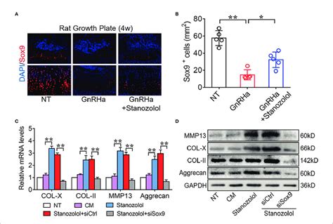 Stanozolol Induced Chondrogenic Differentiation In A Sox Dependent