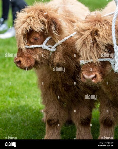 Highland Cattle Calves Stock Photo - Alamy