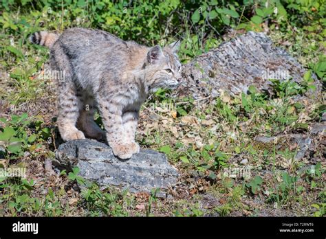 crouching bobcat  res stock photography  images alamy