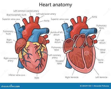 Heart Structure. The Organ Of The Circulatory System Vector ...