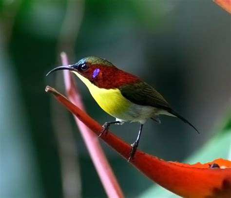 12 Exotic Birds Endemic To The Philippines