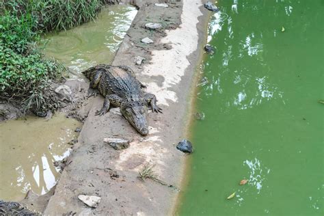 Crocodile farm in Thailand 9339001 Stock Photo at Vecteezy