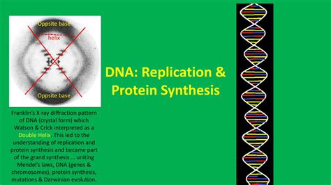 Pdf Dna Replication And Protein Synthesis · Dna Replication And Protein Synthesis Franklin’s X