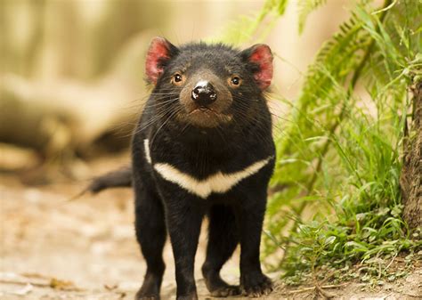 Funding Models for Threatened Species Management | Australian National ...