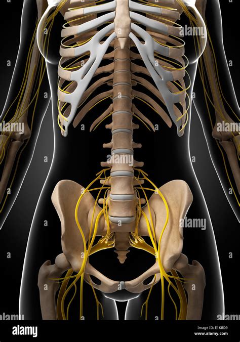 Nerven Des Weiblichen Beckens Stockfotos Und Bilder Kaufen Alamy