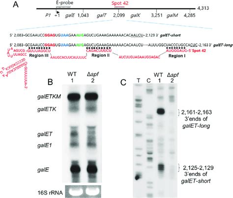 Spot 42 Promotes Generation Of Galet Mrna Form Galetkm Operon A