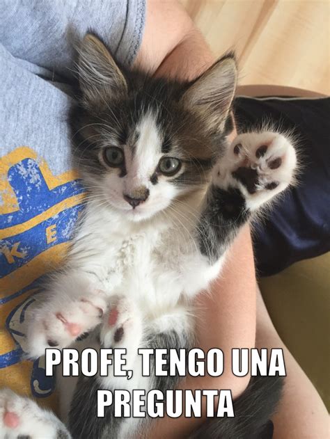 Miáucoles Profe tengo una pregunta