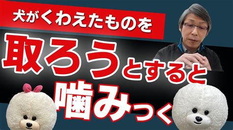 【犬のしつけ】咥えたものを取ろうとすると噛みつく【悩み相談ライブ切り抜き】 Youtube