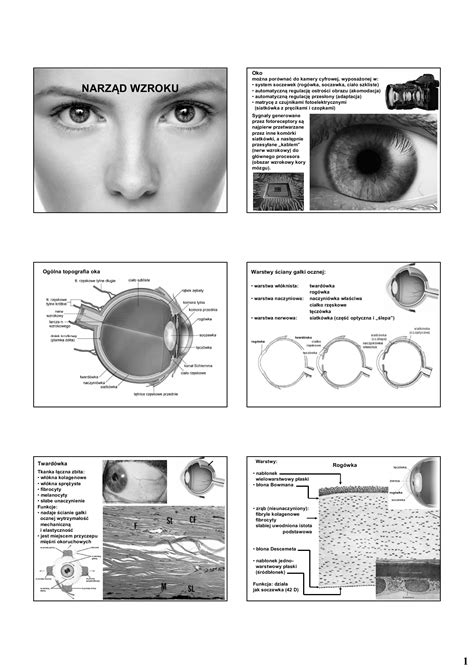 1 NarzĄd Wzroku