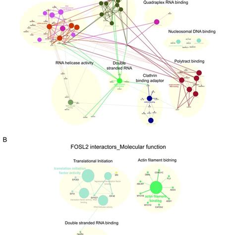 Molecular Function Networks Enriched For Fosl1 And Fosl2 Interactors A