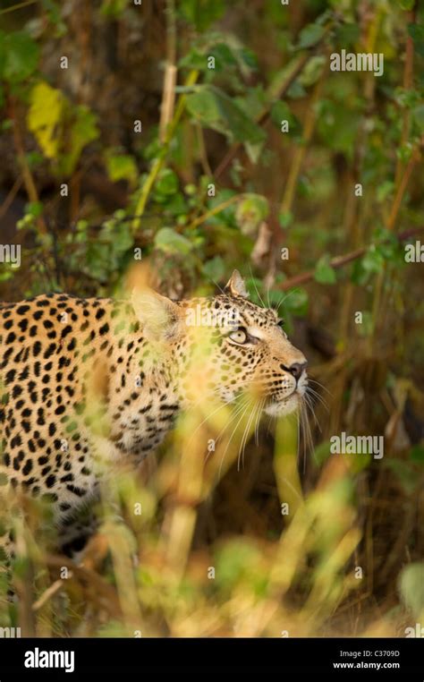 Stealthwildlife Hi Res Stock Photography And Images Alamy